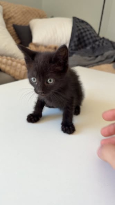Adopter Jasper