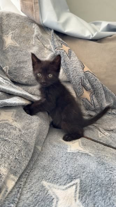 Adopter Jasper