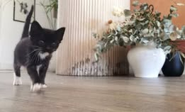 Adopter Luna