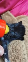 Adopter Luna