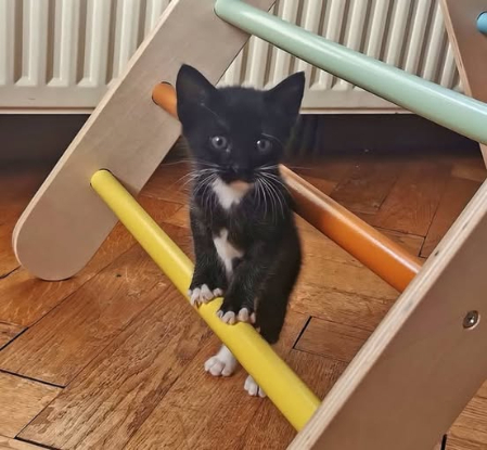 Adopter Luna