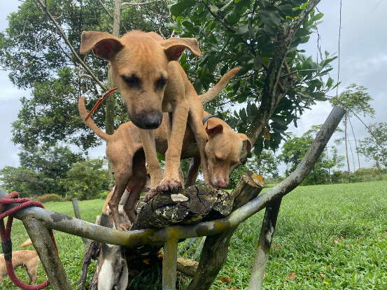 Adoption Sion