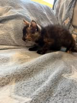 Adopter Naya