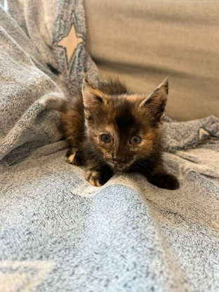 Adopter Naya