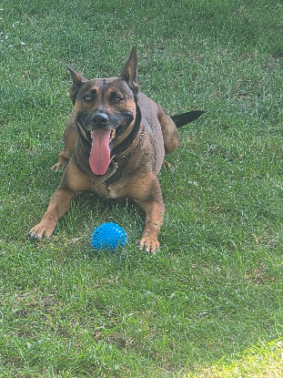 Adopter Smoke