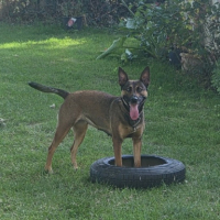 Adopter  chien : Smoke