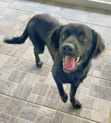 Adopter Helios