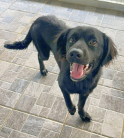 Adopter  chien : Helios