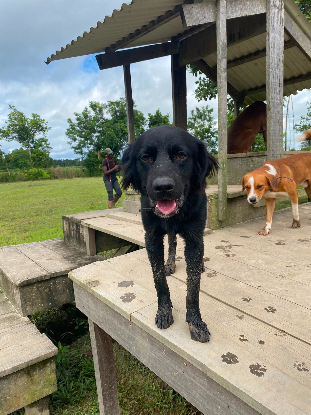 Adopter Helios