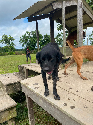 Adopter Helios