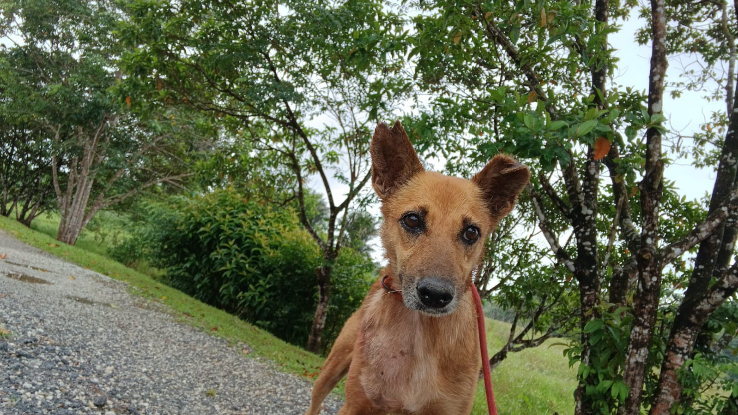 Adopter Fara