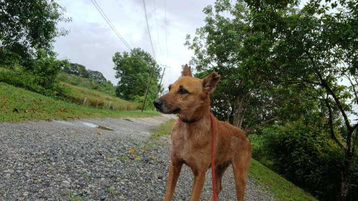 Adopter Fara