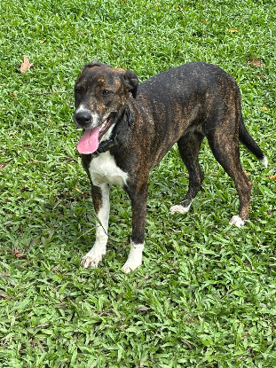 Adopter Mila