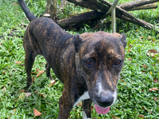Adopter Mila