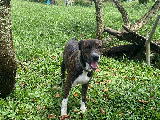 Adoption Mila
