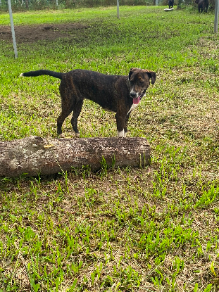 Adoption Mila