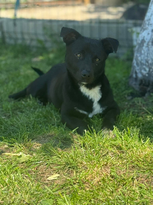 Adopter Orion