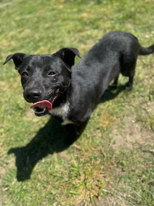 Adopter Orion