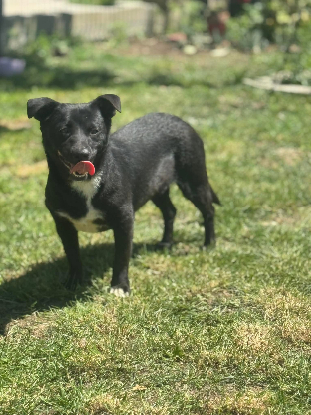 Adoption Orion
