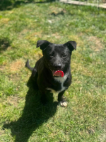 Adopter  chien : Orion