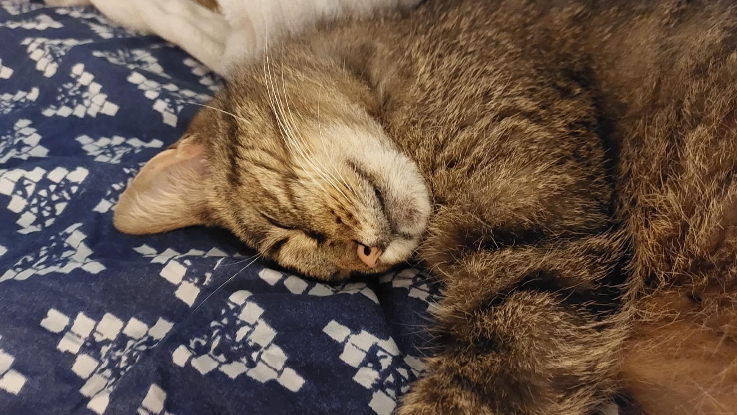 Adoption Rossie