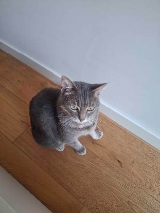 Adopter Sirène