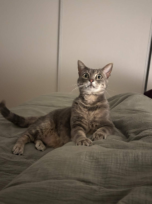 Adopter Sirène