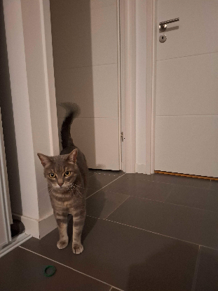 Adoption Sirène