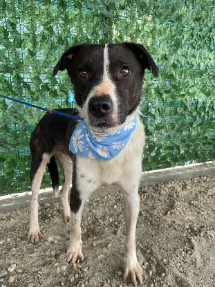Adopter Sherlock