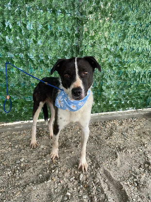 Adopter Sherlock