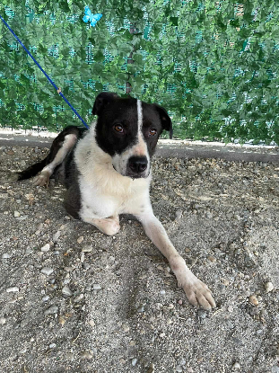 Adoption Sherlock