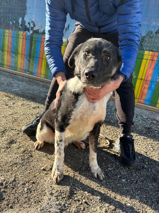 Adopter Nestor