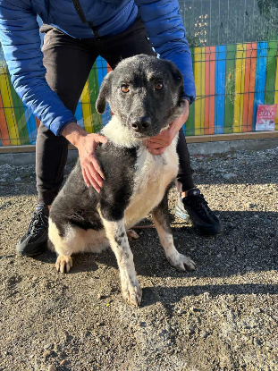 Adopter Nestor