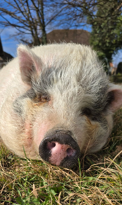 Adopter Peppa pig