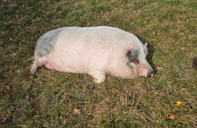Adoption Peppa pig