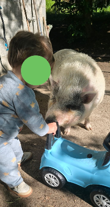 Adopter Peppa pig