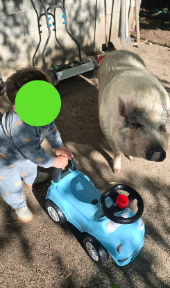 Adoption Peppa pig