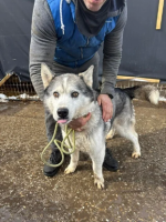 Adopter  chien : Wolf
