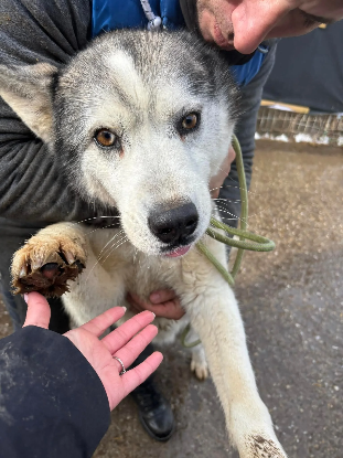 Adopter Wolf