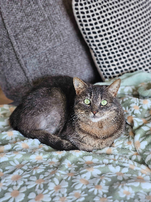 Adopter Nuwa