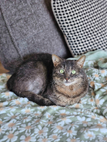 Adopter  chat : Nuwa