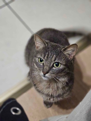 Adopter Nuwa
