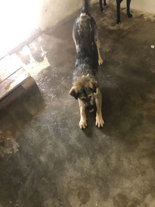 Adopter Zenko