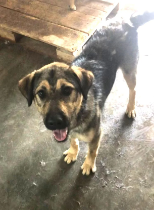 Adopter Zenko