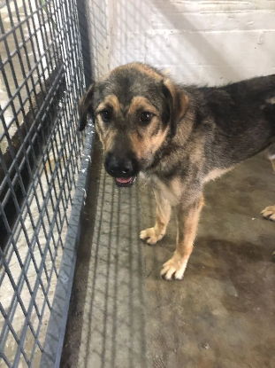 Adoption Zenko