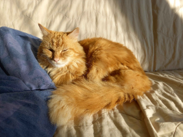 Adopter  chat : Saroumane