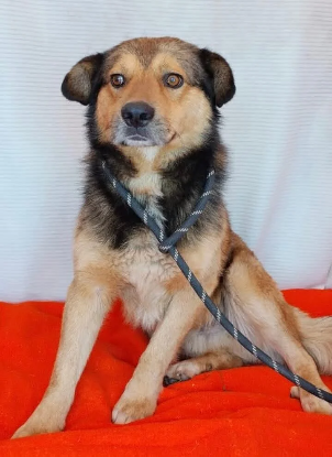 Adopter Mailow