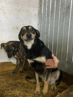 Adopter  chien : Mushu
