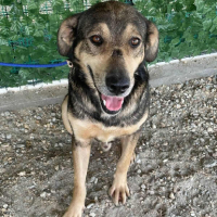 Adopter  chien : Luba