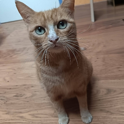 Adopter Nana